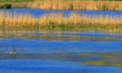 Wetlands Can Help Fight Climate Change