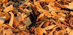 Using wood as fuel source could actually increase CO2 emissions