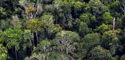 Nuove foreste per rallentare il cambiamento climatico